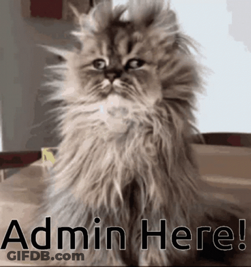 Administrative Professionals Day Cat With Messy Fur GIF