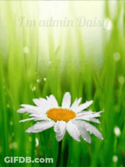 Administrative Professionals Day Daisy Flower Design GIF