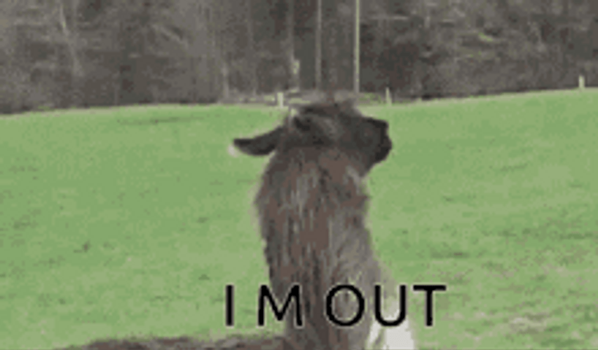 Adorable Alpaca Running Away GIF