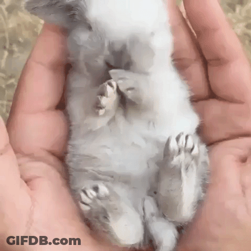 Adorable Baby Bunny Animal GIF