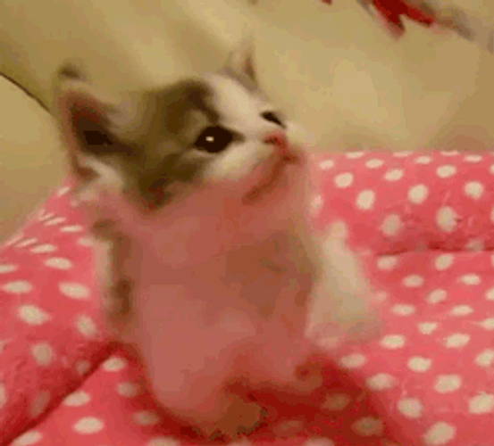 Adorable Baby Kitten Playing Bed GIF