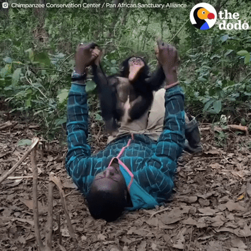 Adorable Baby Monkey Back Flip GIF