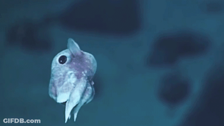 Adorable Baby Octopus Swim GIF