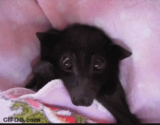 Adorable Bat Ears Fluttering Close Up Shot GIF