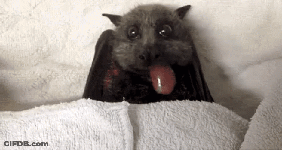 Adorable Bat Eating Grape GIF