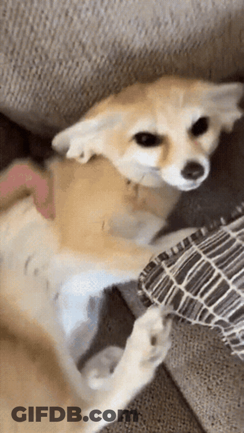 Adorable Behave Fennec Fox Staring GIF