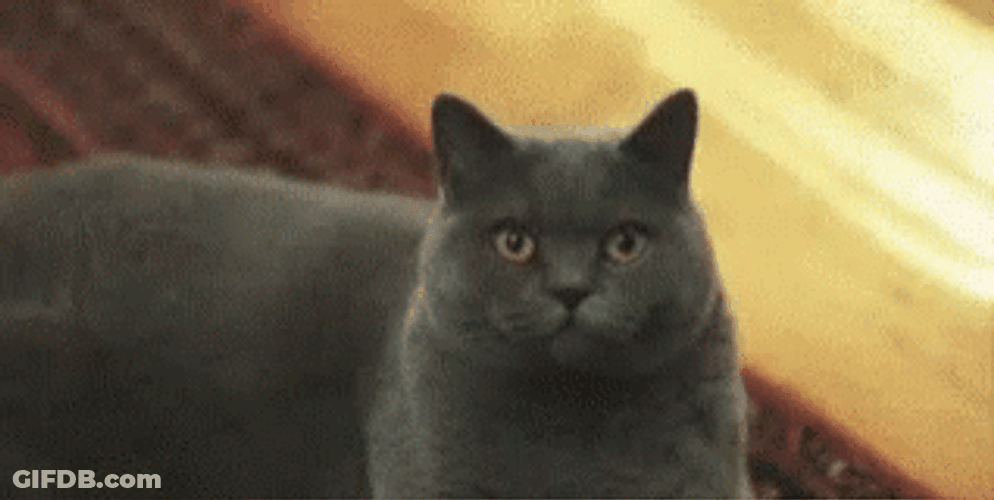 Adorable Black Cat Squinting GIF