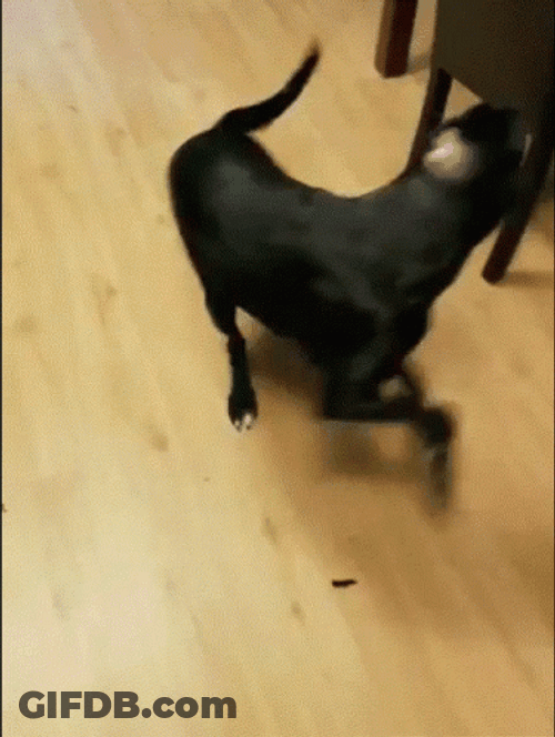 Adorable Black Dog Chasing Tail Playful GIF