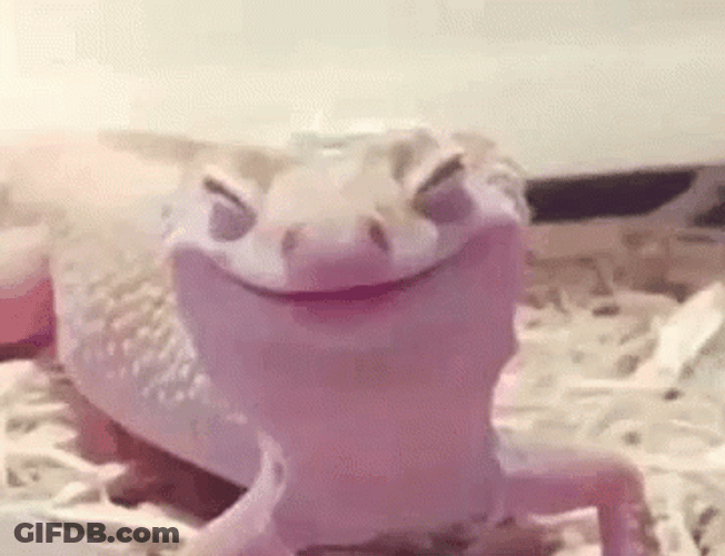 Adorable Caliguin Lizard Smiling Face GIF