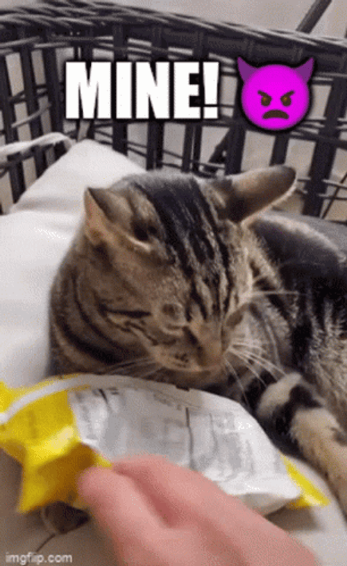 Adorable Cat Claiming Chips Mine GIF