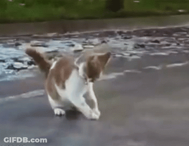 Adorable Cat Comically Slipping On Ice GIF