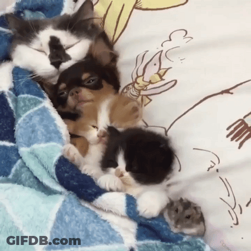 Adorable Cat Family Sleeping Bed GIF