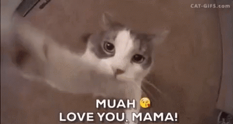 Adorable Cat Hug And Kiss Love You Mom GIF