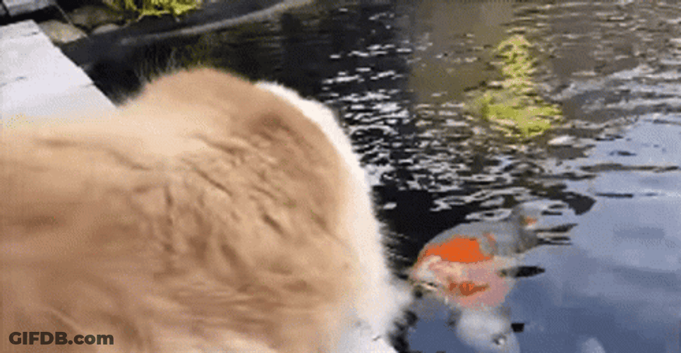 Adorable Cat Koi Fish Interaction GIF