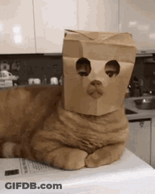 Adorable Cat Paper Bag Mask Costume GIF