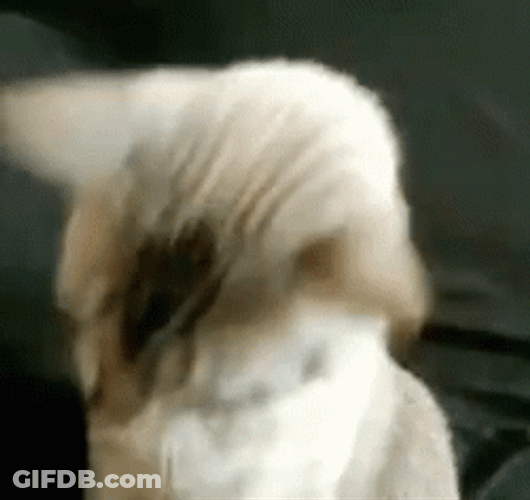 Adorable Cat Putting On Sunglasses Ready GIF