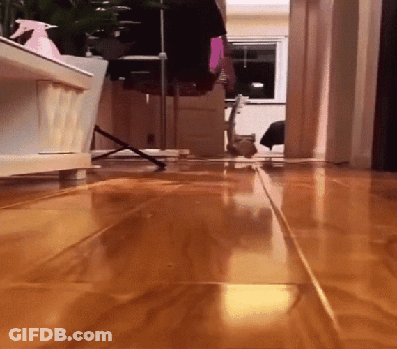 Adorable Cat Running GIF