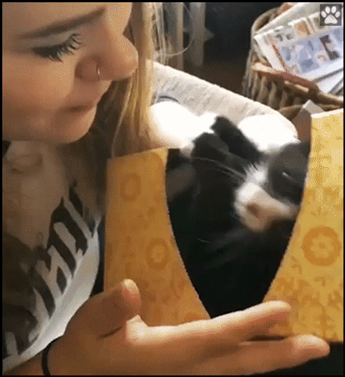 Adorable Cat Wants Kiss You GIF