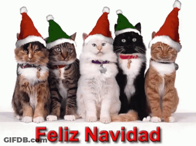Adorable Cats Merry Christmas Meme GIF