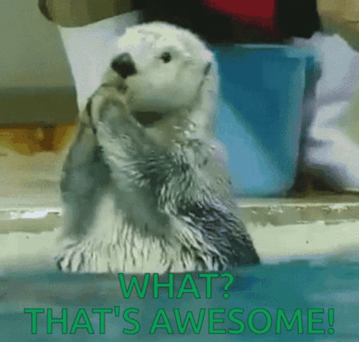 Adorable Clapping Sea Otter Everything Is Awesome GIF