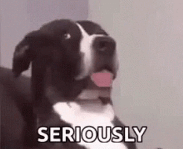 Adorable Confused Dog Seriously GIF