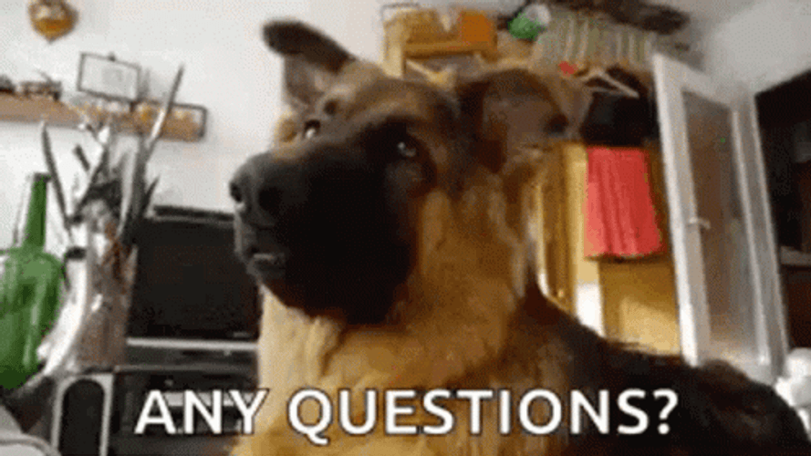 Adorable Confused Dog Tilting Head Any Questions GIF