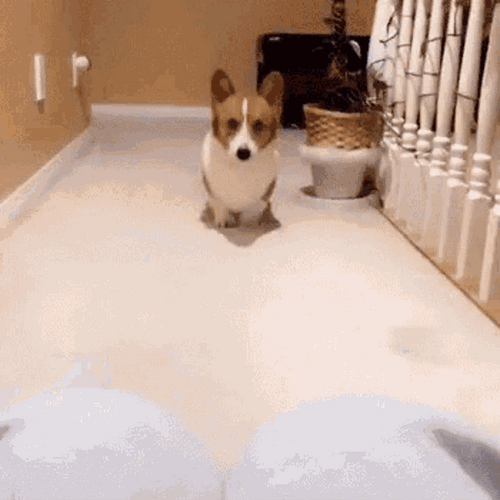 Adorable Corgi Stare GIF