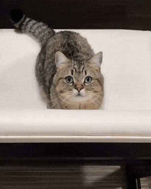 Adorable Cute Cat Bath Tub GIF