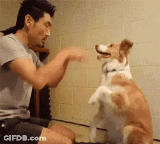 Adorable Cute Dog Smile And Pray GIF