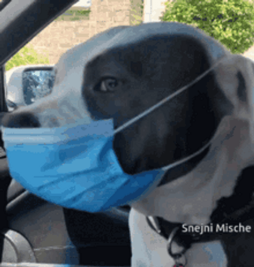 Adorable Cute Dog Wearing Face Mask GIF
