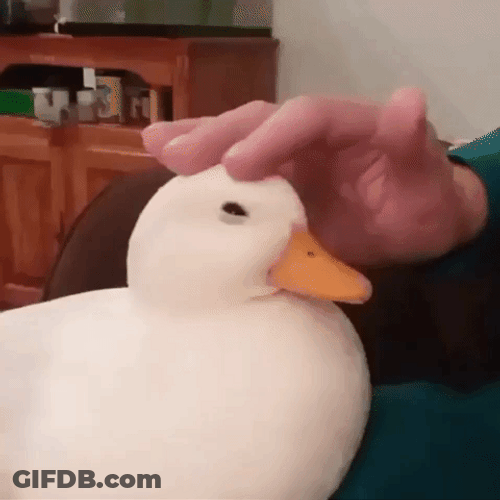 Adorable Cute Duck Patting Head GIF