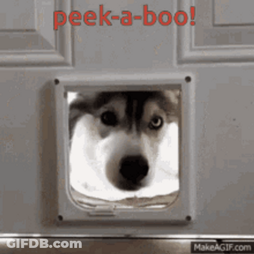 Adorable Cute Husky Dog Peek A Boo GIF