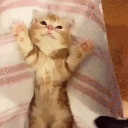 Adorable Cute Kitten Bed Paws GIF