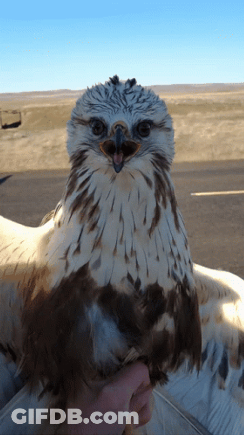 Adorable Dancing White Hawk GIF