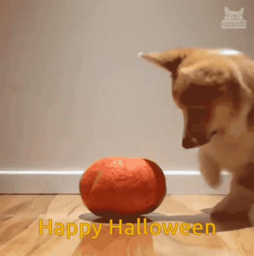 Adorable Dog Cute Halloween Orange GIF