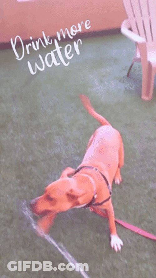 Adorable Dog Drink Water Through Hose GIF