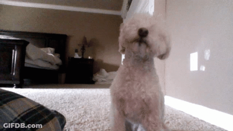 Adorable Dog Friendly Sniffing GIF