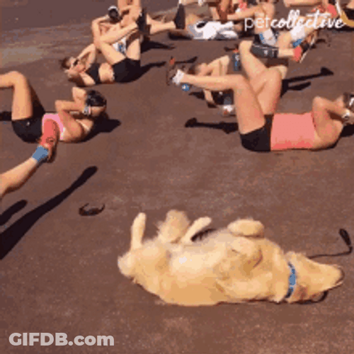 Adorable Dog Leg Workout GIF