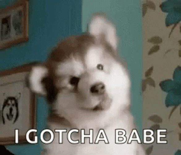 Adorable Dog Moving Head Gotcha Babe GIF