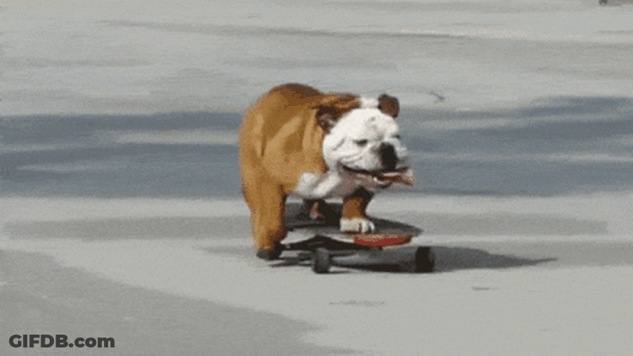 Adorable Dog Riding Skateboard GIF