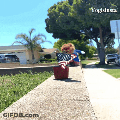 Adorable Dog Wearing USA Themed Flag Costume GIF