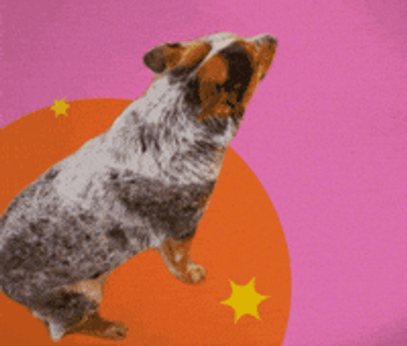 Adorable Dog Whatcha Doin Look GIF