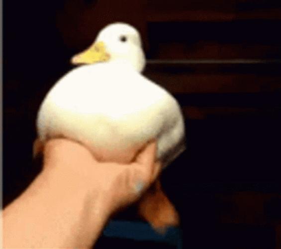 Adorable Duck Flipping Out Meme GIF