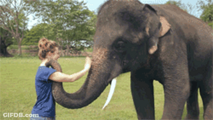 Adorable Elephant Cute Wave GIF