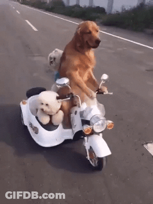 Adorable Family Dogs Driving Road Trip GIF