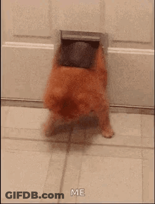 Adorable Fat Cat Squeezing Me GIF