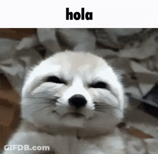 Adorable Fennec Fox Zoom In GIF