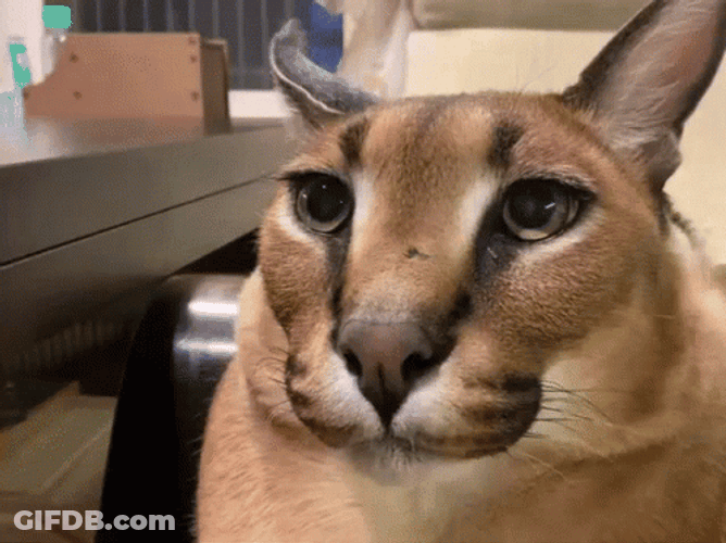 Adorable Floppa Looking Anxious GIF