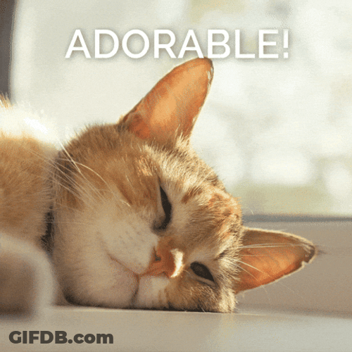 Adorable Goodnight Cat GIF
