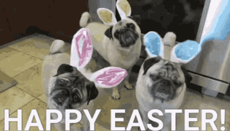 Adorable Happy Easter Pugs GIF